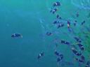 Fish off boat in diving area